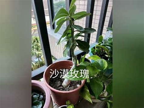 西曬陽台 植物|西曬陽台植物指南：選擇與照顧西曬陽台的大型植物